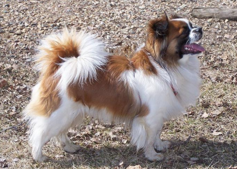 #34. Tibetan spaniel (tie)