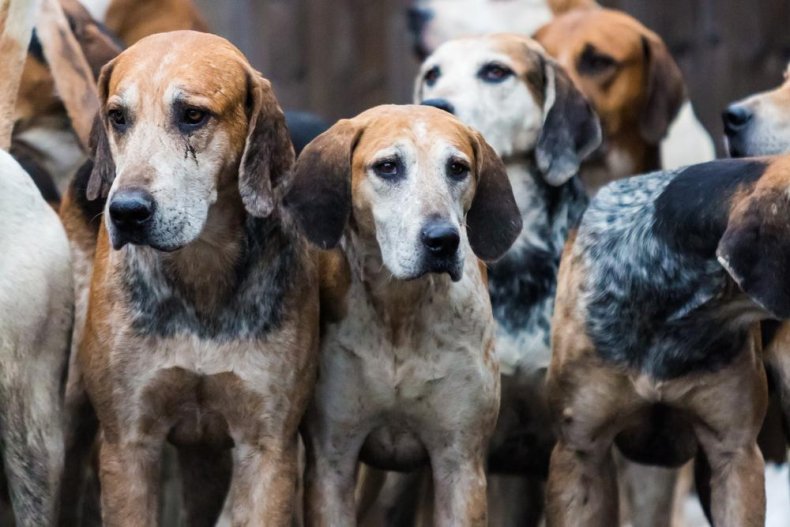 #34. English foxhound (tie)