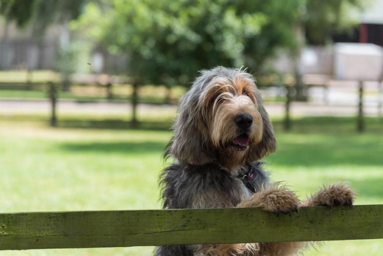 #34. Otterhound (tie)