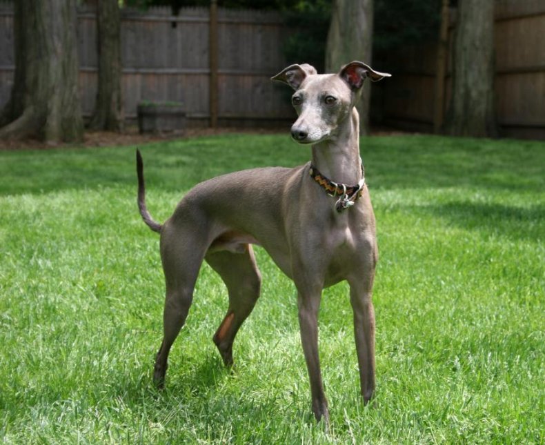 #34. Greyhound (tie)