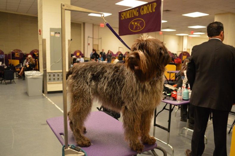 #34. Wirehaired pointing griffon (tie)