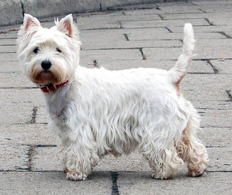 #33. West Highland white terrier (tie)