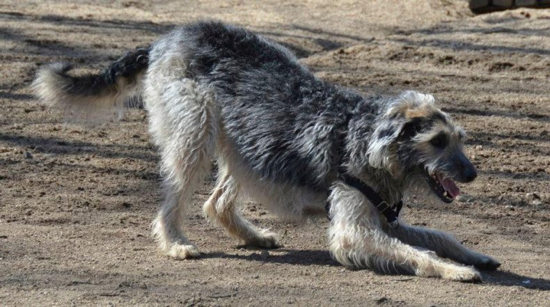 #33. Scottish deerhound (tie)