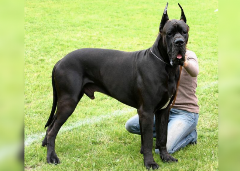 #32. Great Dane (tie)