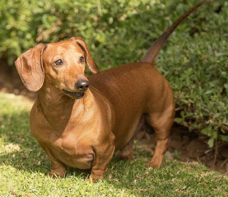 #31. Dachshund (tie)