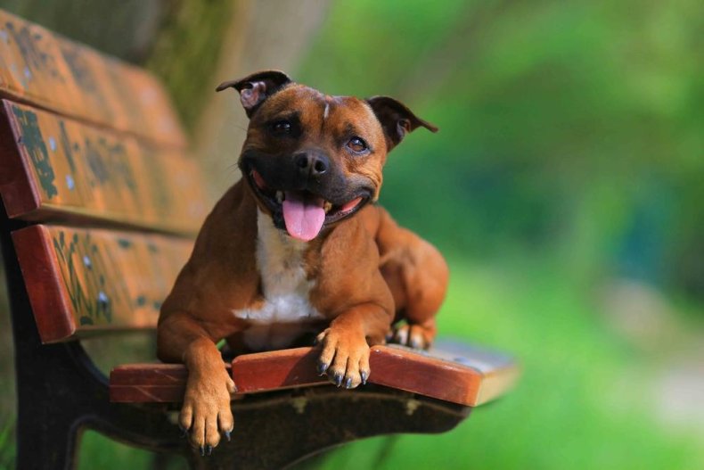 #31. Staffordshire bull terrier (tie)