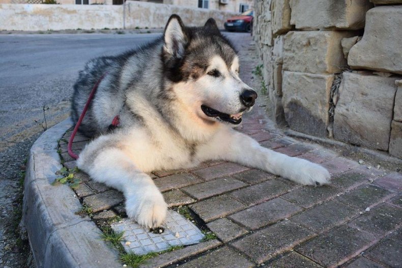 #30. Alaskan malamute