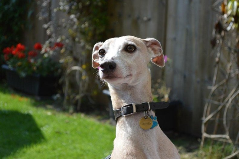 #29. Whippet (tie)