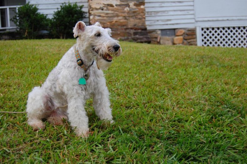 #29. Wire fox terrier (tie)