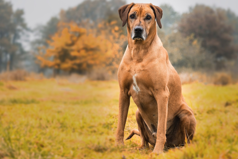 #28. Rhodesian ridgeback