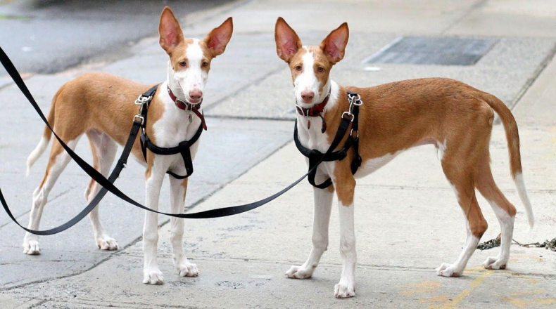#27. Ibizan hound (tie)