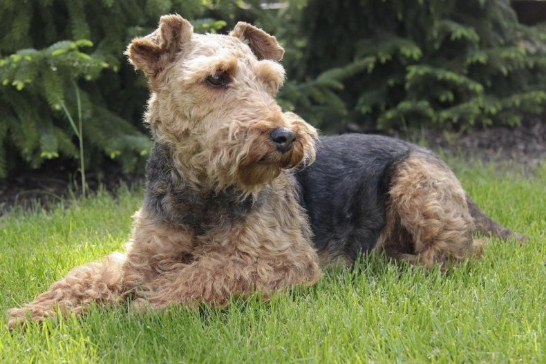 #27. Welsh terrier (tie)