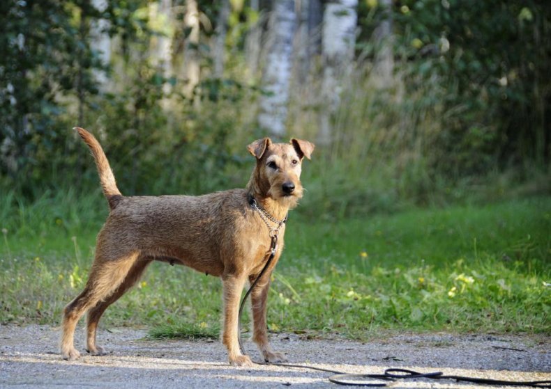 #27. Irish terrier (tie)