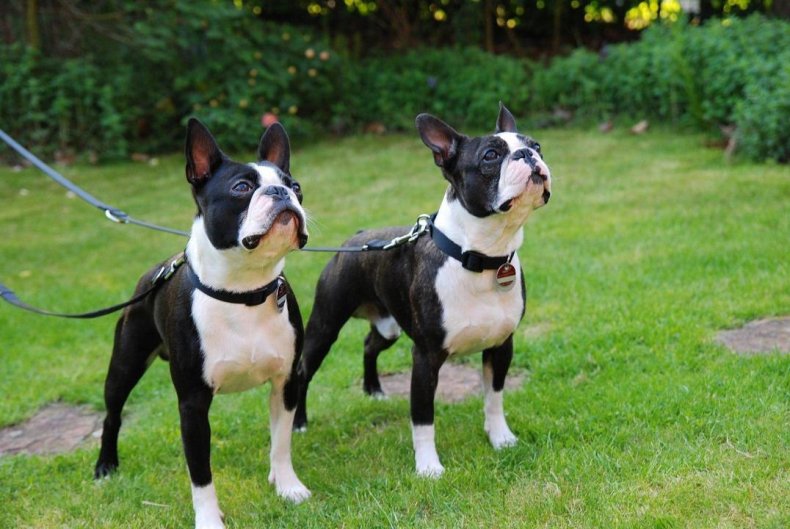 #26. Boston terrier (tie)