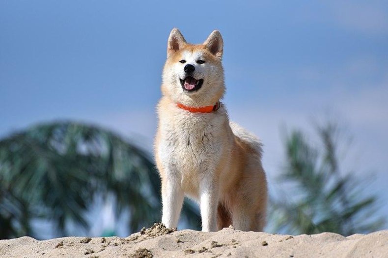 #26. Akita (tie)