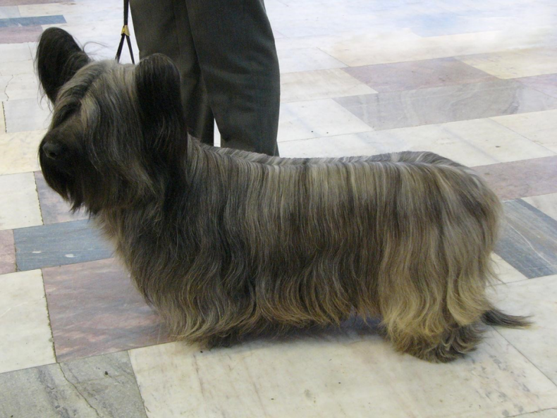 #25. Skye terrier