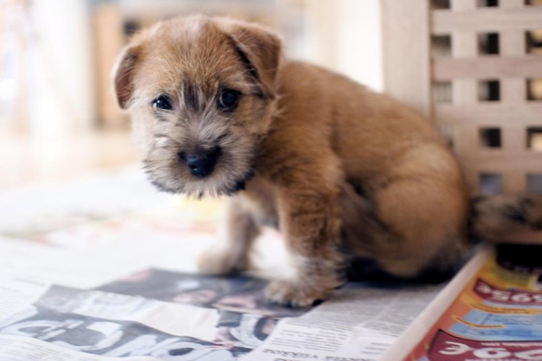 #24. Norfolk terrier (tie)