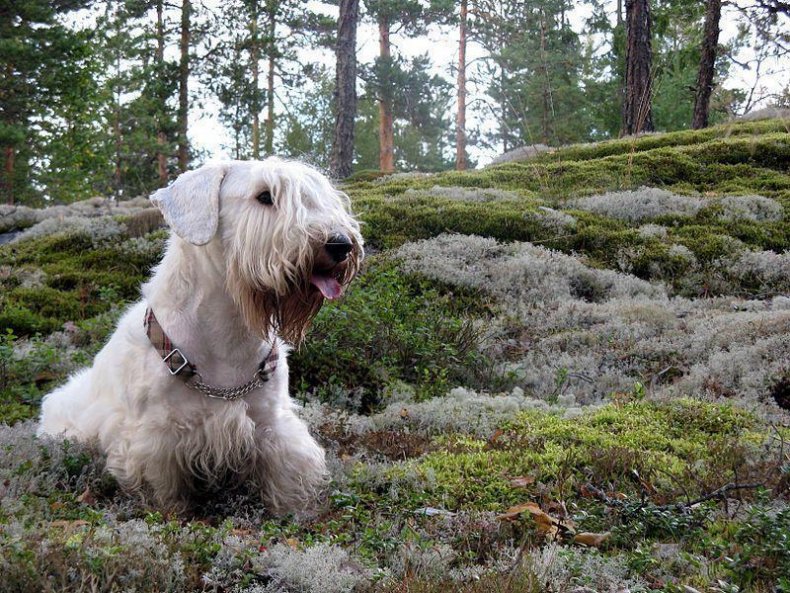 #24. Sealyham terrier (tie)