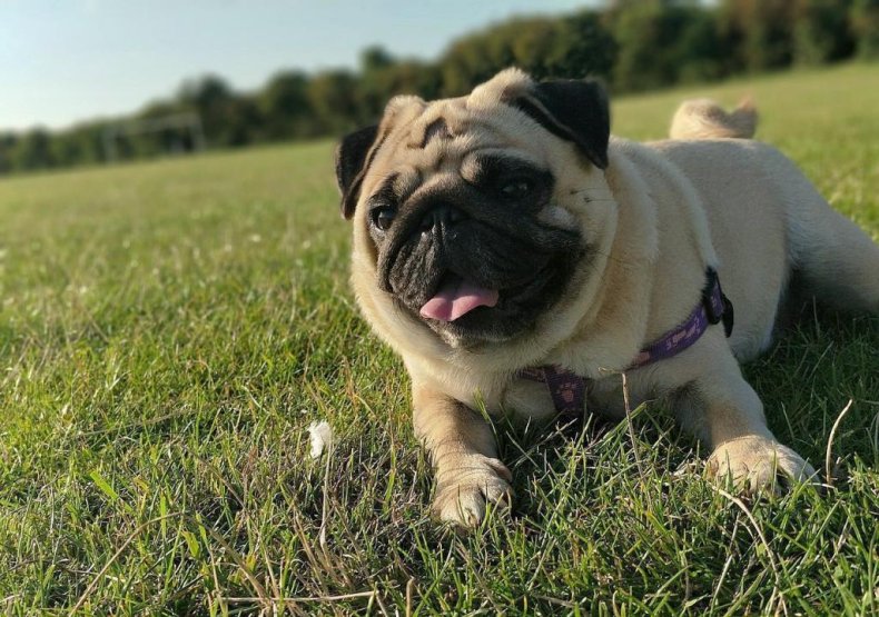 #23. Pug