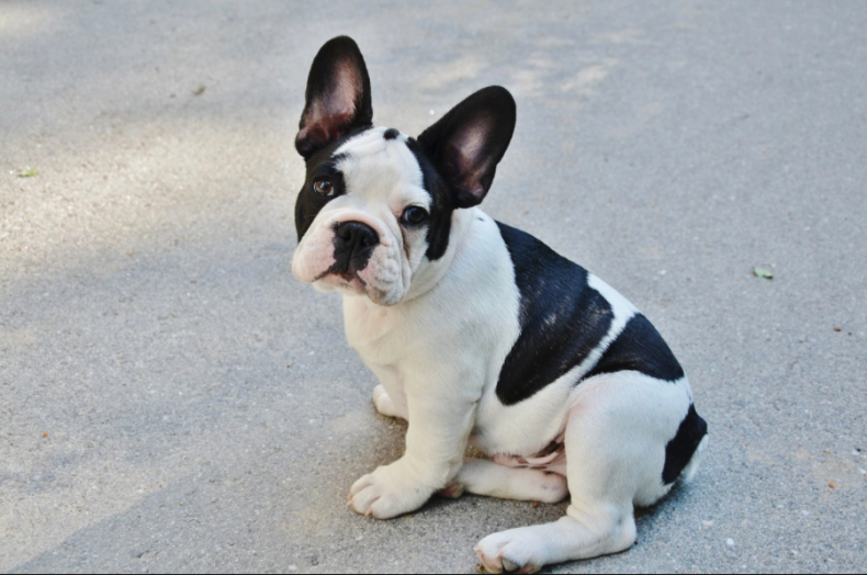 #22. French bulldog