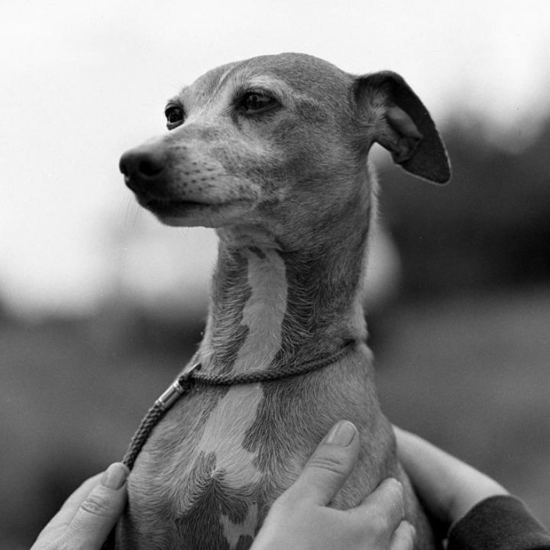 #20. Italian greyhound