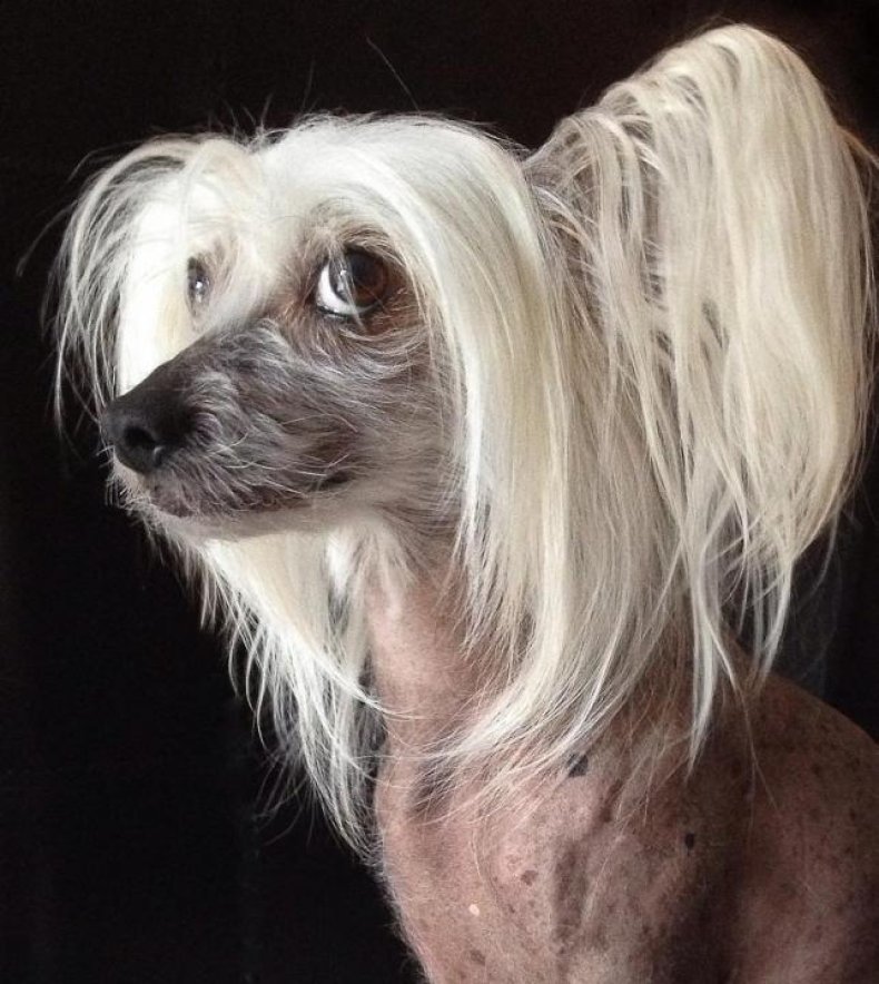#19. Chinese crested