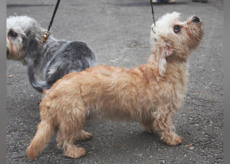 #18. Dandie Dinmont terrier (tie)