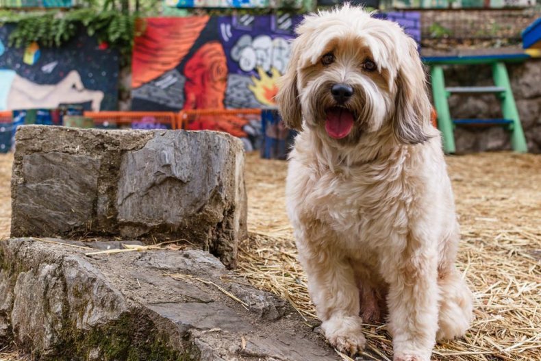 #18. Tibetan terrier (tie)