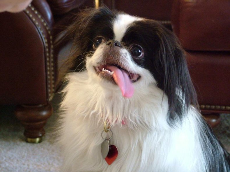 #18. Japanese Chin (tie)