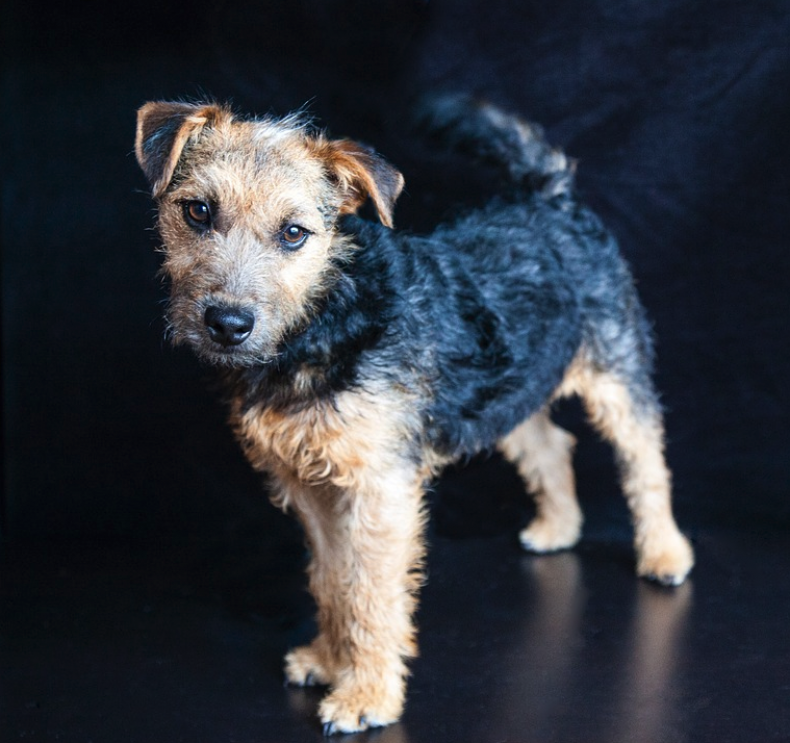 #18. Lakeland terrier (tie)