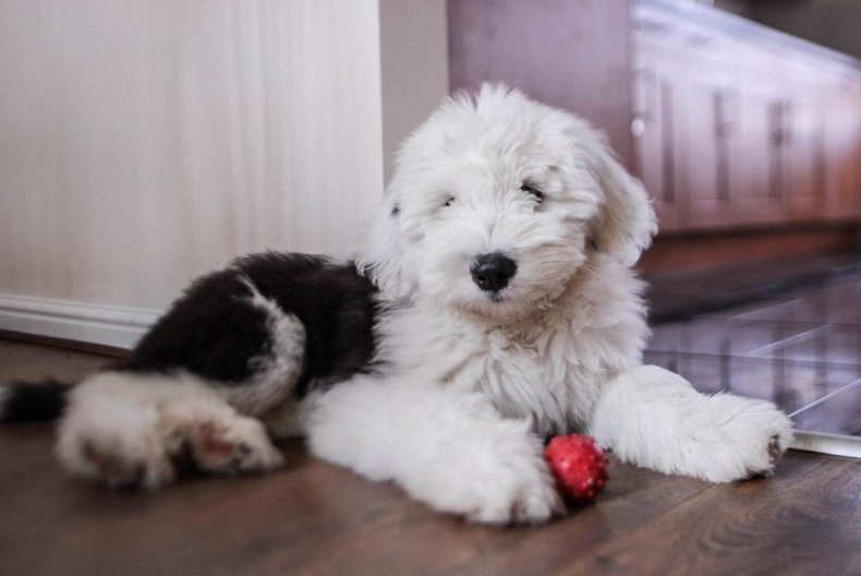 #17. Old English sheepdog