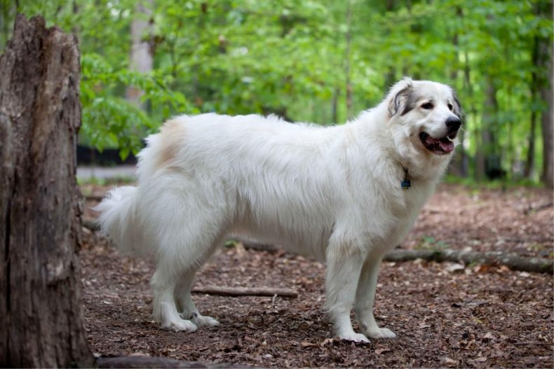 #16. Great Pyrenees