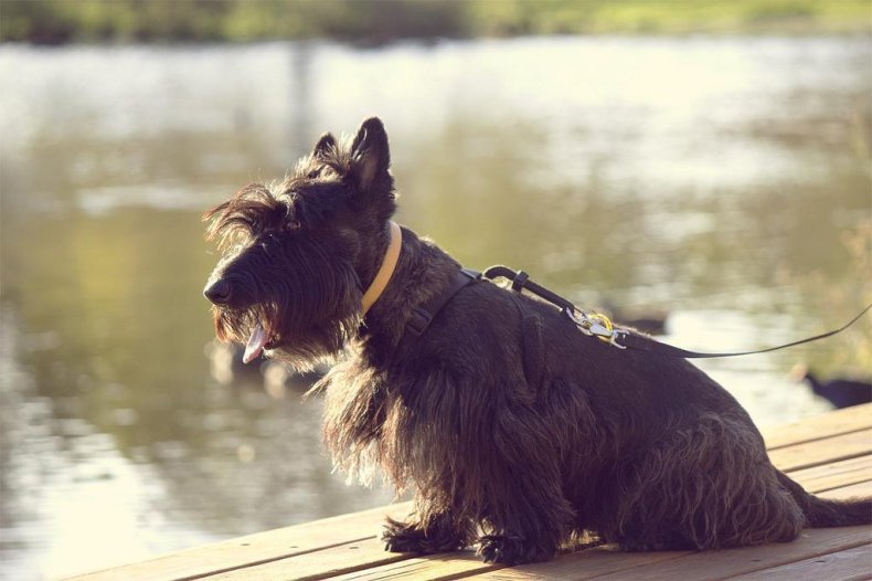 #15. Scottish terrier (tie)