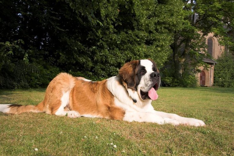 #15. Saint Bernard (tie)