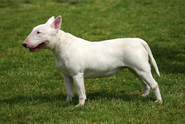 #14. Bull terrier