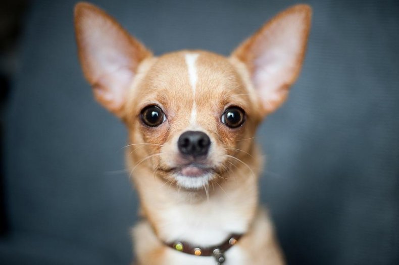 #13. Chihuahua