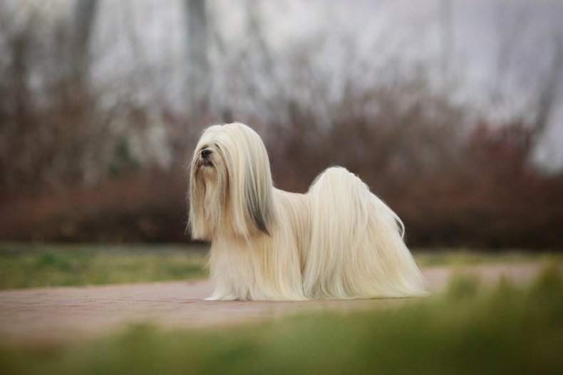 #12. Lhasa Apso