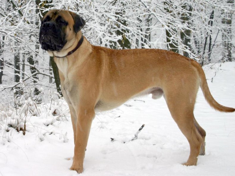 #11. Bullmastiff