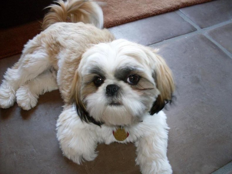#10. Shih tzu