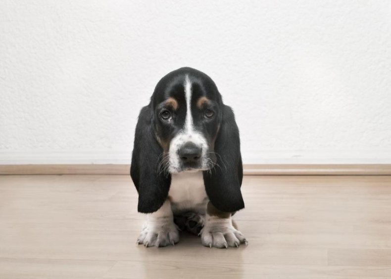 #9. Basset hound