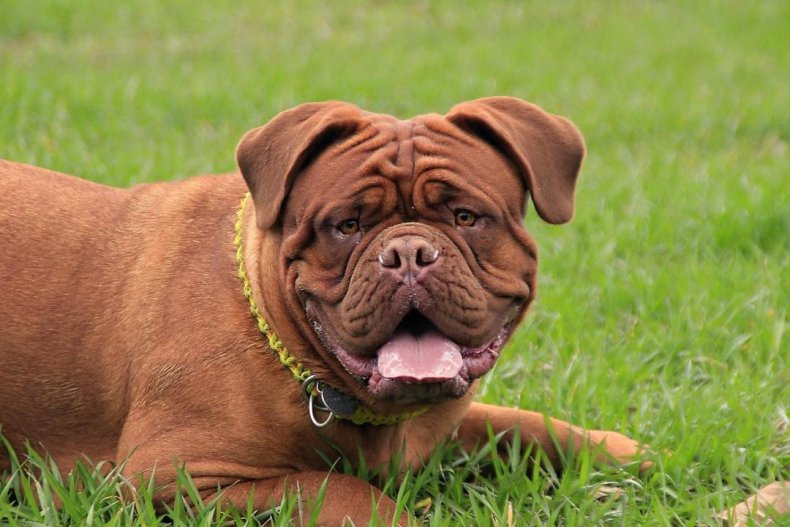 #8. Mastiff (tie)