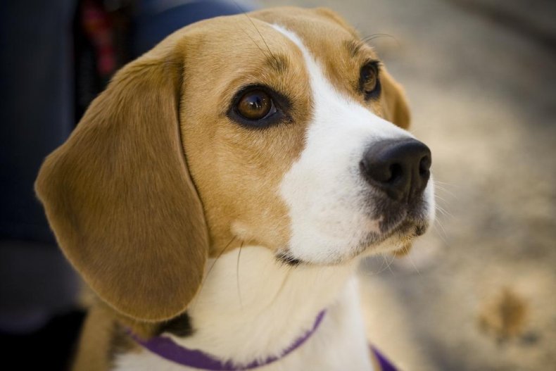 #8. Beagle (tie)