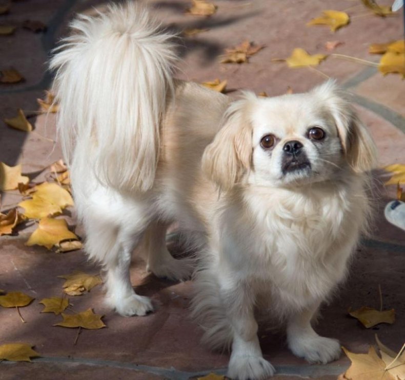 #7. Pekingese