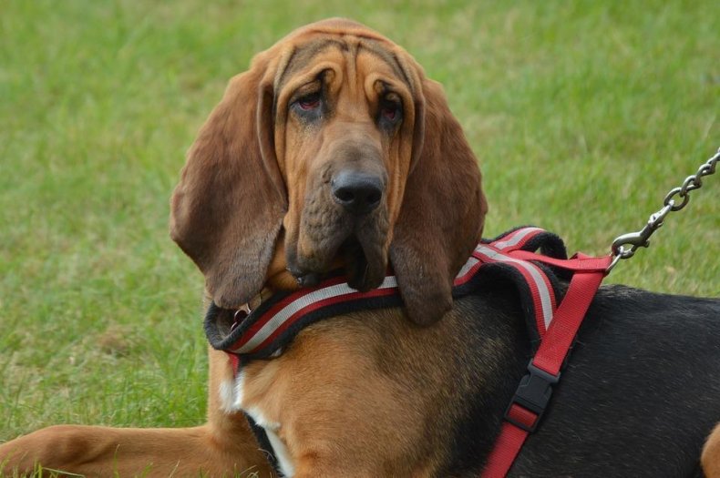#6. Bloodhound