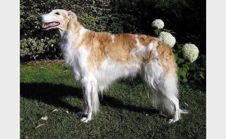 #5. Borzoi