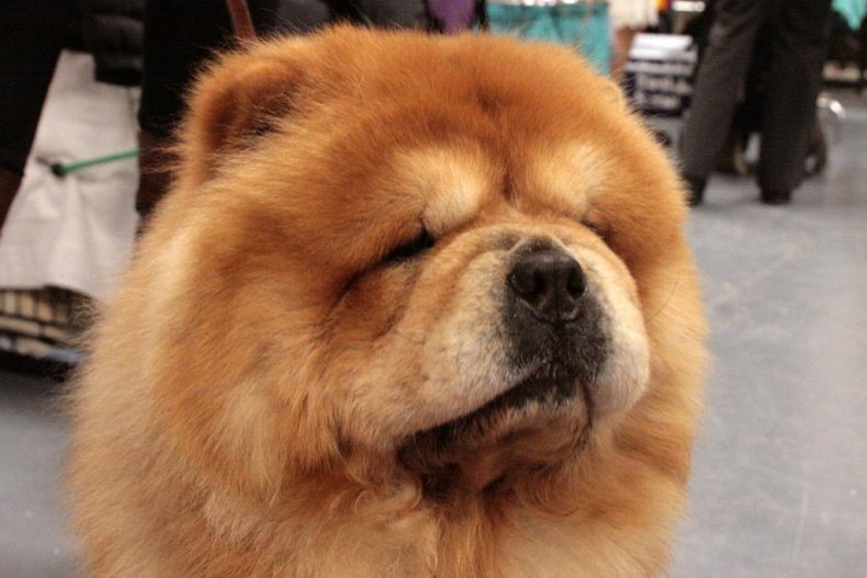 #4. Chow chow
