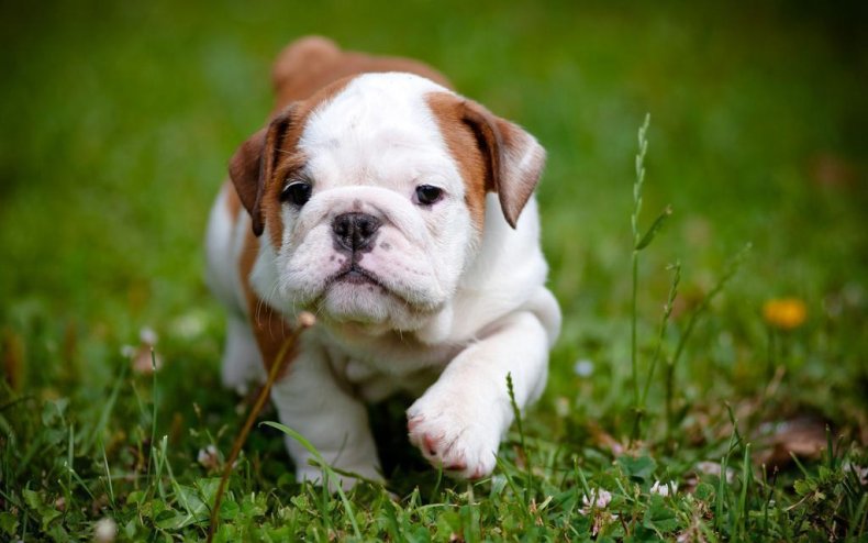 #3. Bulldog