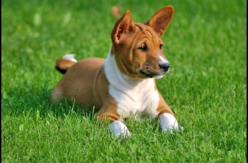 #2. Basenji