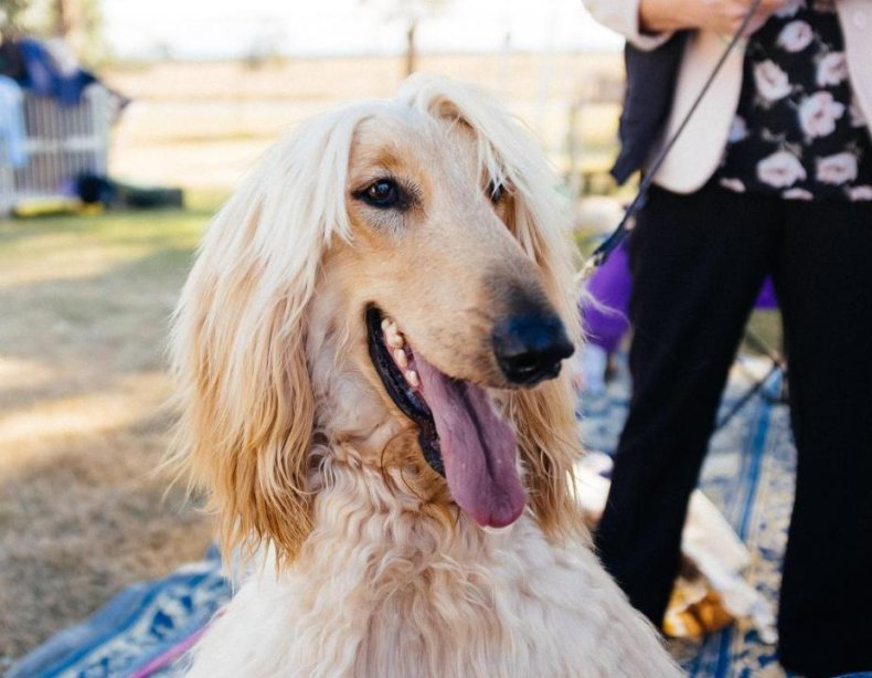 #1. Afghan hound