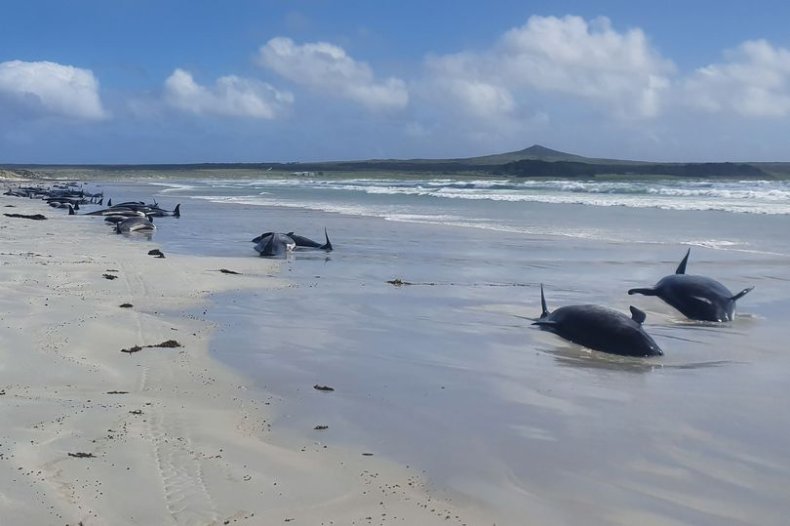 Whales stranded
